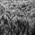 Foto de Swapnil Sharma en Pexels